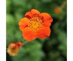 Nagelkruid - Geum coccineum 'Borisii'