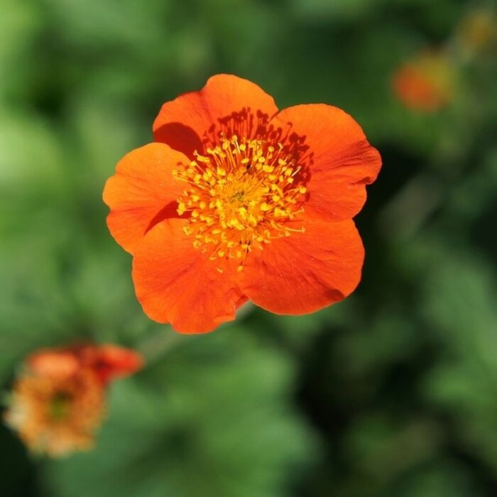 Nagelkruid - Geum coccineum 'Borisii'