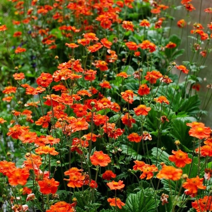 Nagelkruid - Geum coccineum 'Borisii'