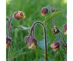 Nagelkruid - Geum rivale
