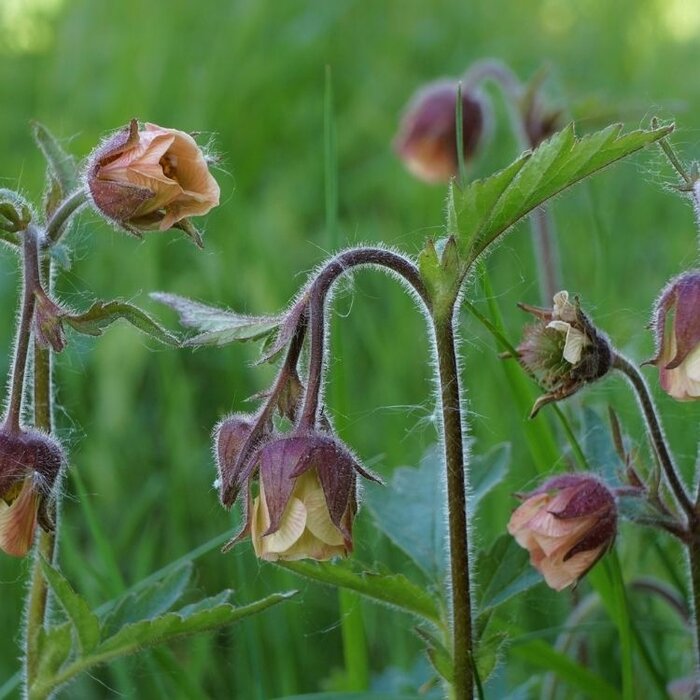 Nagelkruid - Geum rivale