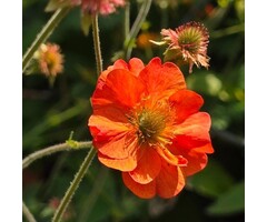 Nagelkruid - Geum 'Fiery Tempest'