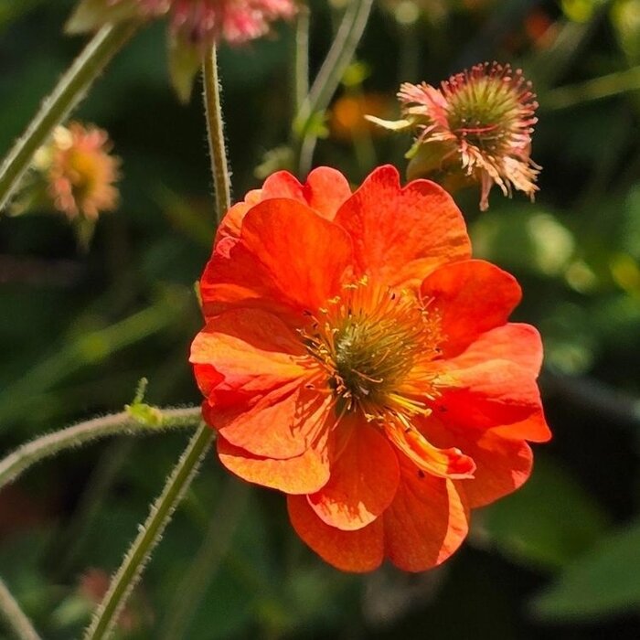 Nagelkruid - Geum 'Fiery Tempest'