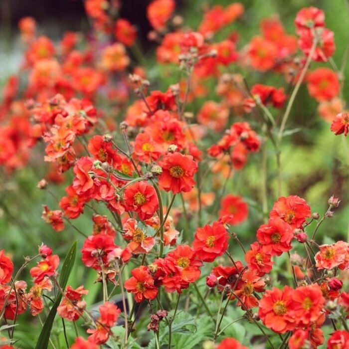 Nagelkruid - Geum 'Fiery Tempest'