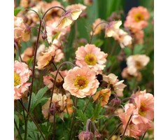 Nagelkruid - Geum 'Mai Tai'