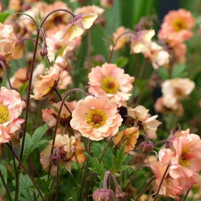Nagelkruid - Geum 'Mai Tai'