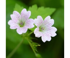 Ooievaarsbek - Geranium versicolor