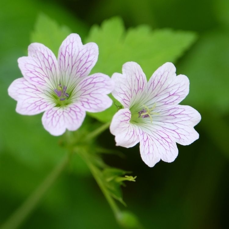 Ooievaarsbek - Geranium versicolor