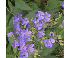 Ooievaarsbek - Geranium sylvaticum 'Mayflower'