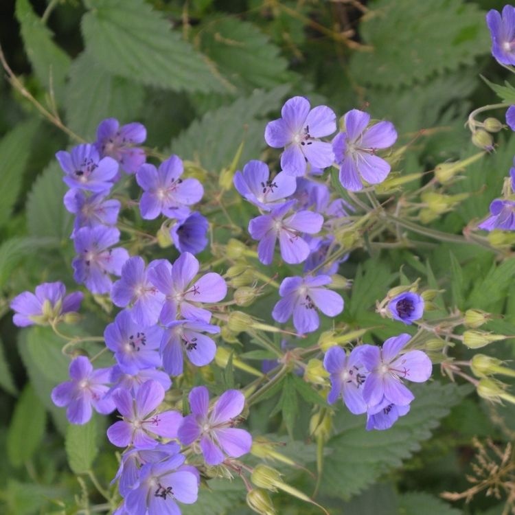 Ooievaarsbek - Geranium sylvaticum 'Mayflower'