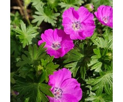 Ooievaarsbek - Geranium sanguineum 'Tiny Monster'