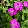Ooievaarsbek - Geranium sanguineum 'Tiny Monster'