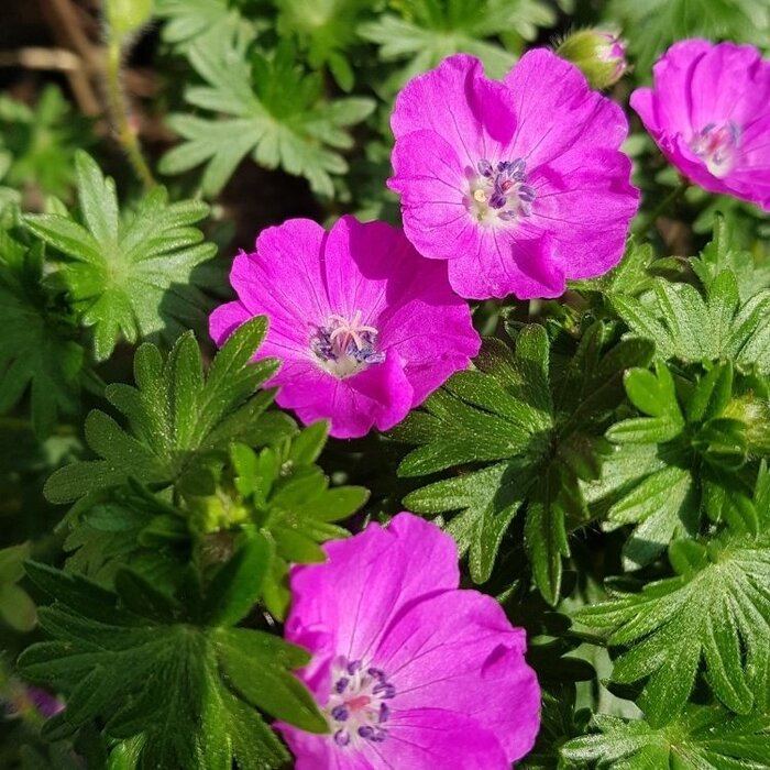 Ooievaarsbek - Geranium sanguineum 'Tiny Monster'