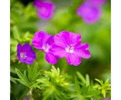 Ooievaarsbek - Geranium sanguineum 'Max Frei'