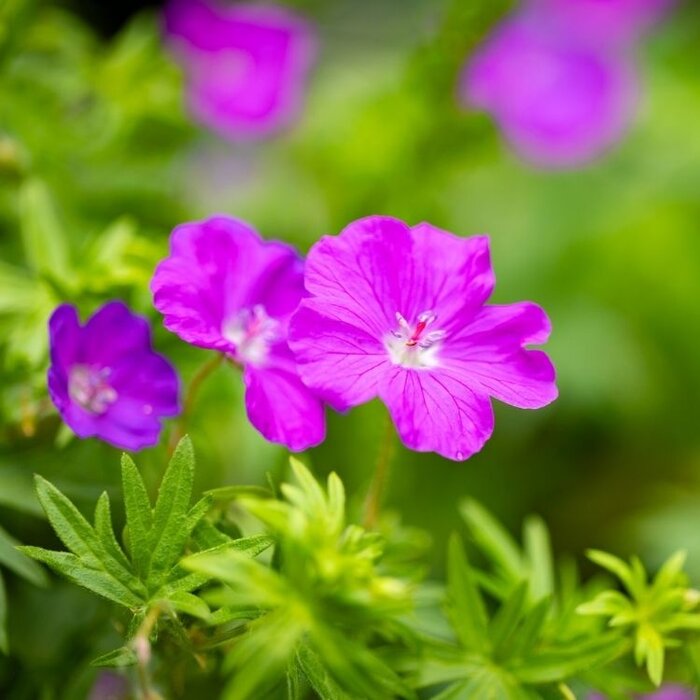 Ooievaarsbek - Geranium sanguineum 'Max Frei'