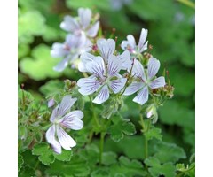 Ooievaarsbek - Geranium renardii
