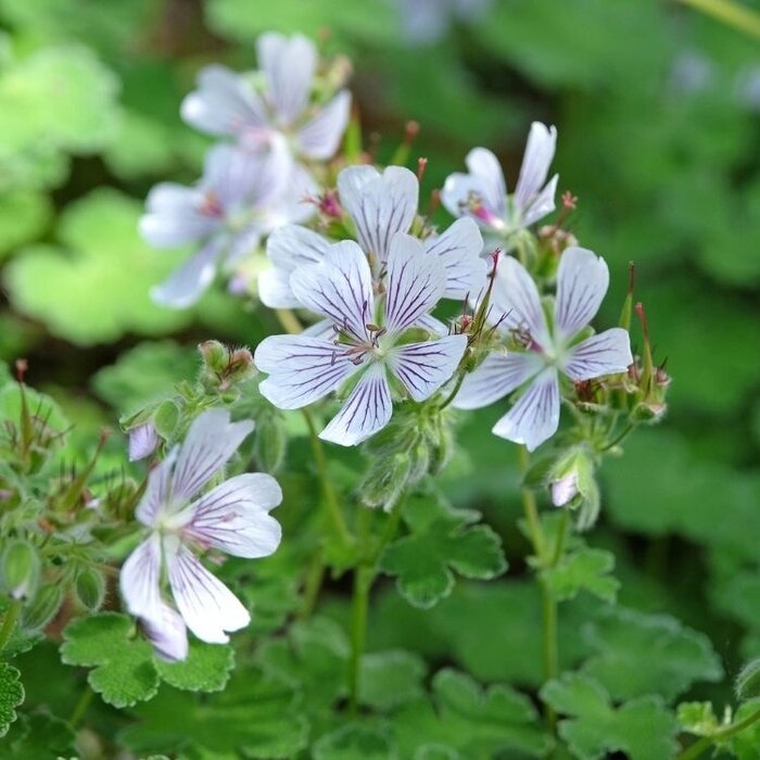 Ooievaarsbek - Geranium renardii