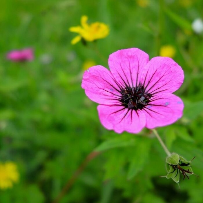 Ooievaarsbek - Geranium psilostemon