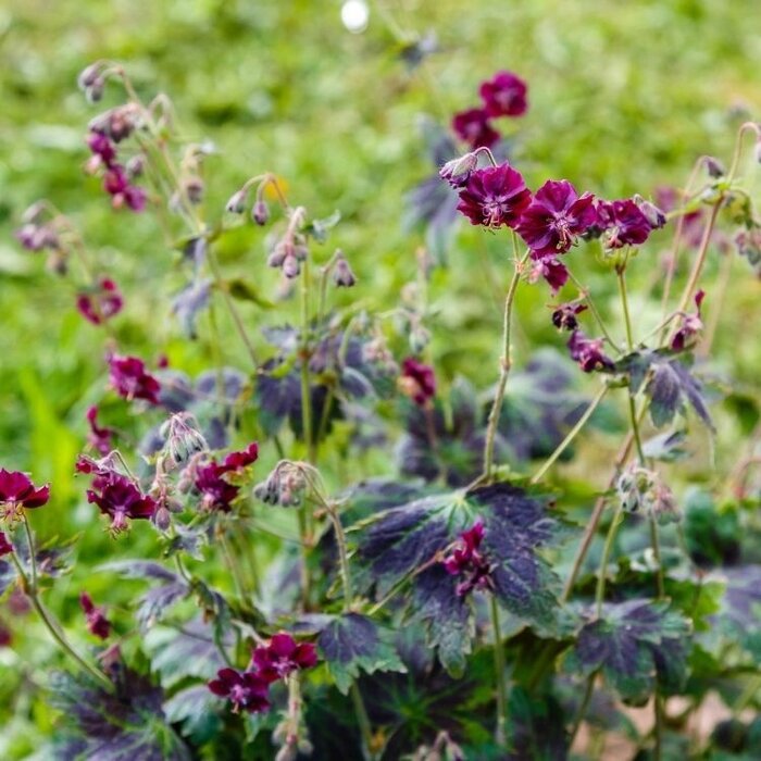 Ooievaarsbek - Geranium phaeum 'Samobor'