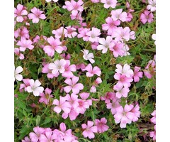 Ooievaarsbek - Geranium oxonianum 'Rose Clair'
