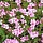Ooievaarsbek - Geranium oxonianum 'Rose Clair'