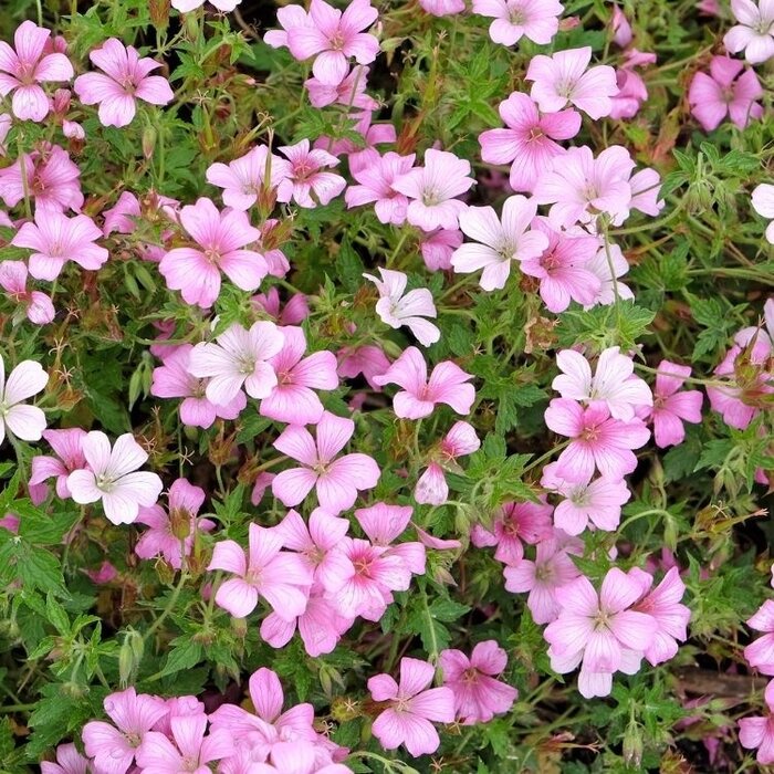 Ooievaarsbek - Geranium oxonianum 'Rose Clair'
