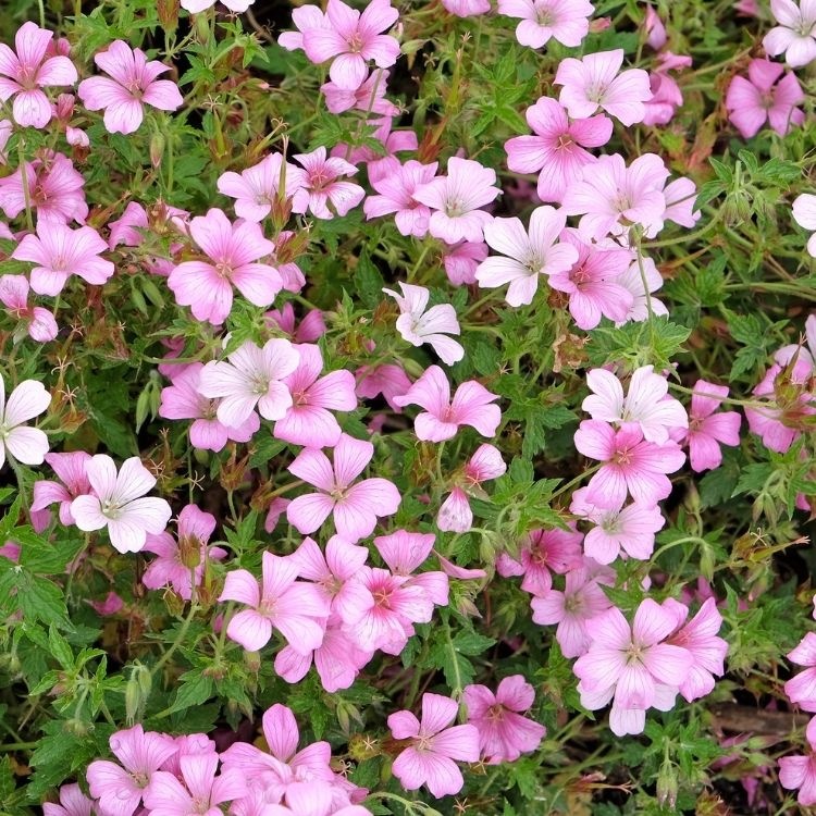 Ooievaarsbek - Geranium oxonianum 'Rose Clair'