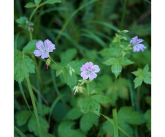 Ooievaarsbek - Geranium nodosum