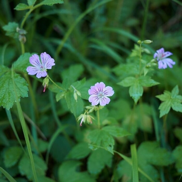 Ooievaarsbek - Geranium nodosum