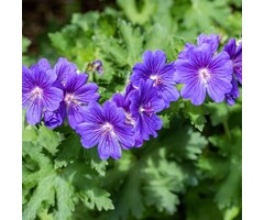 Ooievaarsbek - Geranium magnificum 'Rosemoor'