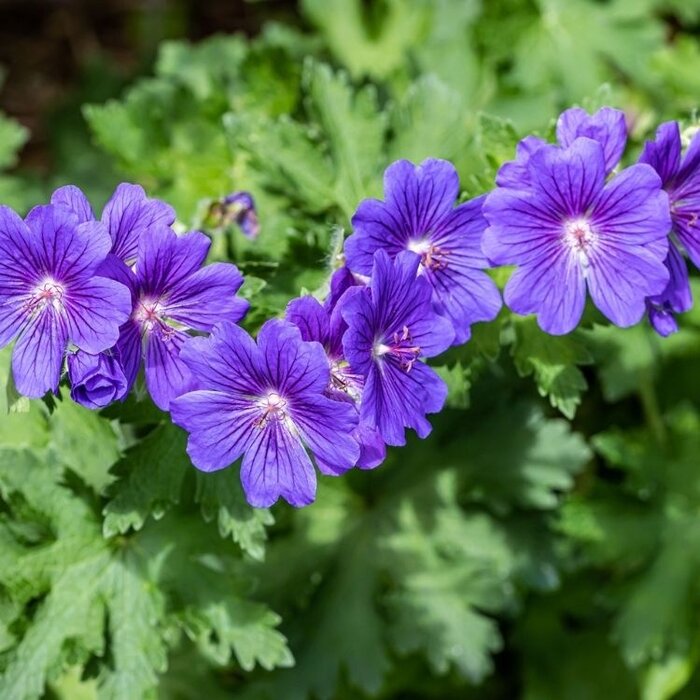 Ooievaarsbek - Geranium magnificum 'Rosemoor'