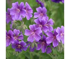 Ooievaarsbek - Geranium magnificum