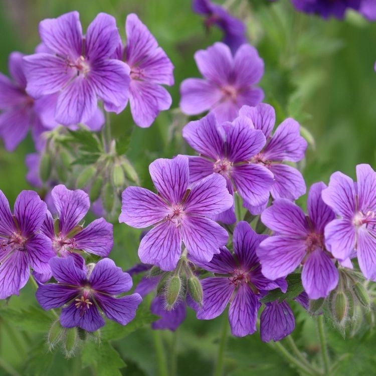 Ooievaarsbek - Geranium magnificum