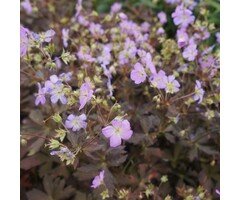 Ooievaarsbek - Geranium maculatum 'Espresso'