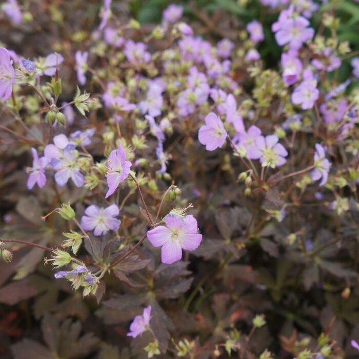 Ooievaarsbek - Geranium maculatum 'Espresso'