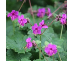 Ooievaarsbek - Geranium macr. 'Bevan's Variety'