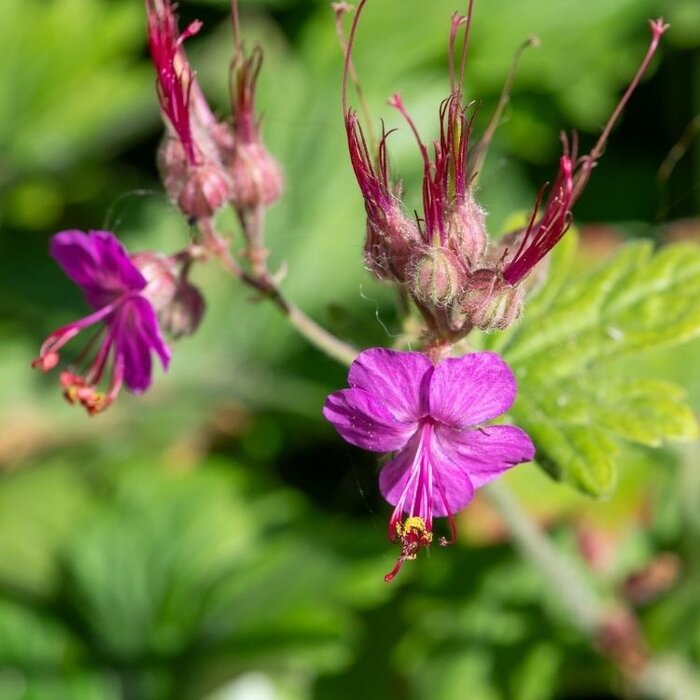 Ooievaarsbek - Geranium macrorrhizum