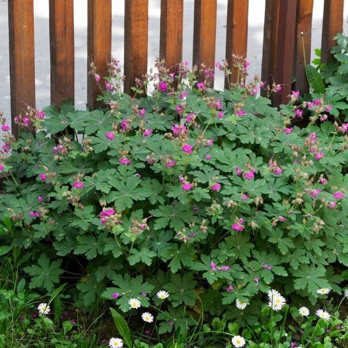 Ooievaarsbek - Geranium macrorrhizum