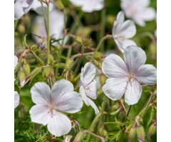 Ooievaarsbek - Geranium clarkei 'Kashmir White'