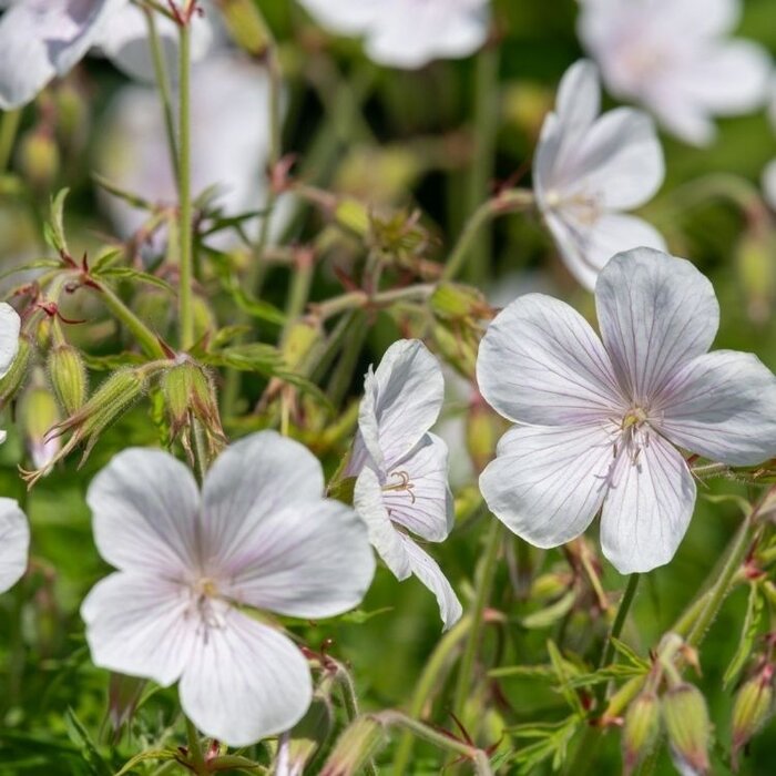 Ooievaarsbek - Geranium clarkei 'Kashmir White'