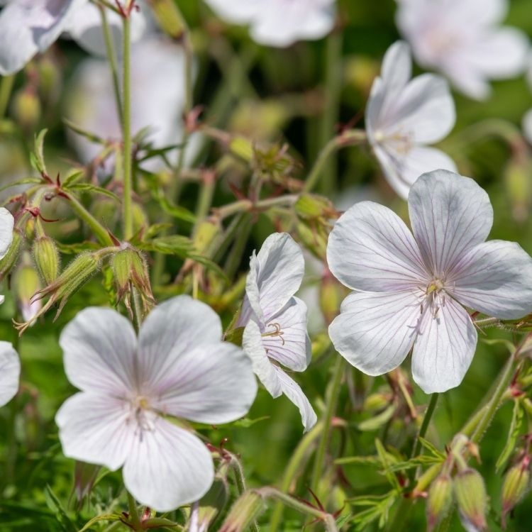 Ooievaarsbek - Geranium clarkei 'Kashmir White'