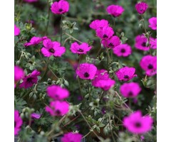 Ooievaarsbek - Geranium cinereum subcaulescens