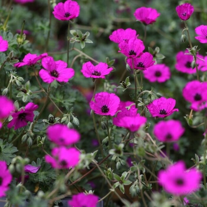 Ooievaarsbek - Geranium cinereum subcaulescens