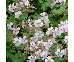 Ooievaarsbek - Geranium cantabrigiense 'St. Ola'