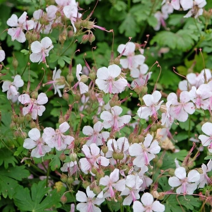 Ooievaarsbek - Geranium cantabrigiense 'St. Ola'