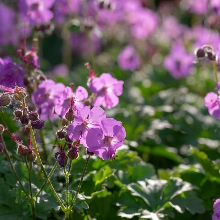 Ooievaarsbek - Geranium cantabrigiense 'Cambridge'