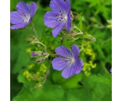 Ooievaarsbek - Geranium 'Philippe Vapelle'