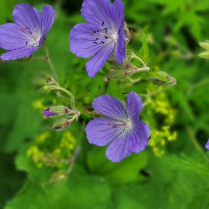 Ooievaarsbek - Geranium 'Philippe Vapelle'