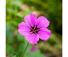 Ooievaarsbek - Geranium 'JS Matu Vu'