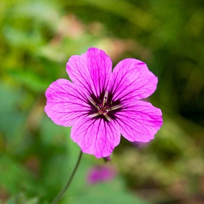 Ooievaarsbek - Geranium 'JS Matu Vu'